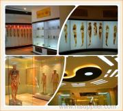 Human body museum