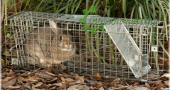 Compact foldable capture cage