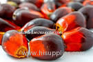 palm nut oil palm nut oil