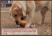 Прочный домашнее животное игрушка мультфильм животных для собак