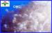Polyanionic cellulose PAC / Chemical CMC Powder for Oil drilling usage