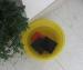 Red Film Faced Concrete Plywood Phonolic Glue Without Phonelic Paper
