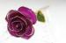 Handcrafted Gold plated Rose 24k Gold Dipped Rose - Mothers Day Gift