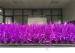 Non Toxic Playground Purple Artificial Grass Turf For Running Track Spine PE