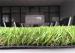 ISA Approved Family Artificial Pet Grass , Residential Artificial Carpet Grass