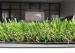 Outdoor Artificial Pet Grass With 35mm Diamond Monofil PE Plus Curled PP