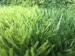 Green Artificial Football Turf / Artificial Indoor Grass 50mm Spine Yarn Football