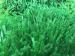 High Elastic Outdoor Artificial Grass Playground Surface For School 50mm