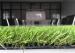 Decorative Monofil PE Natural Looking Artificial Grass For Sideroad grass