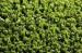 12mm 6000Dtex Green Tennis Court Artificial Grass , Synthetic Sports Grass