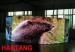 P10 Full Color Module Size 320*160 Inndoor Graphics Flexible LED Display