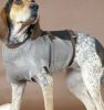 cut resistant stainless steel chain mail dog protections