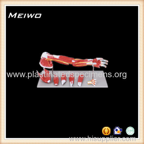 muscles of arm flecion and extension 2part male anatomy models