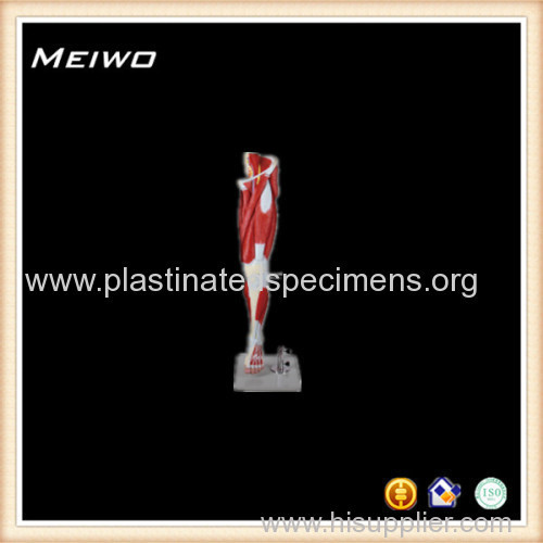 muscles of the lower limb 13 parts human anatomy model online