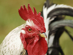 OIE Urges Greater Biosecurity to Prevent Further Avian Flu Spread
