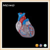 transparent human heart anatomy model