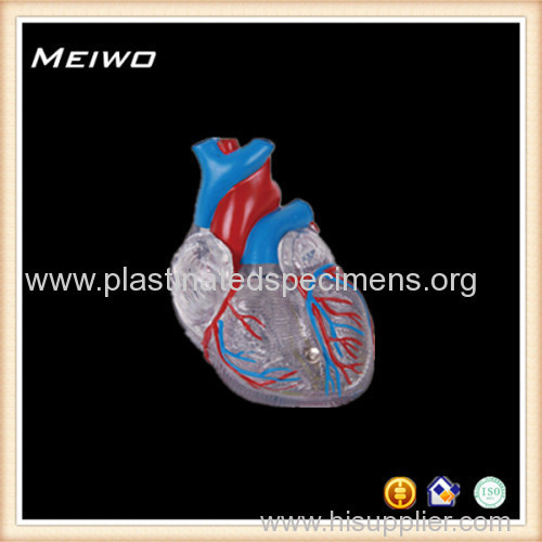 transparent human heart anatomy model