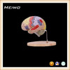 human brain with detailed anatomical structure annotation anatomy model