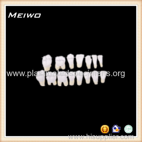 human teeth anatomy model