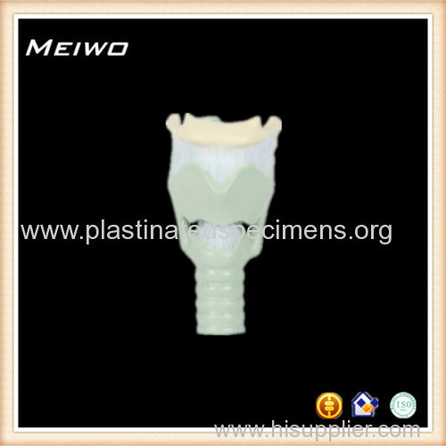 laryngeal cartilage anatomy models for sale