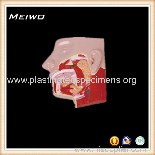 salivary gland human muscle anatomy model