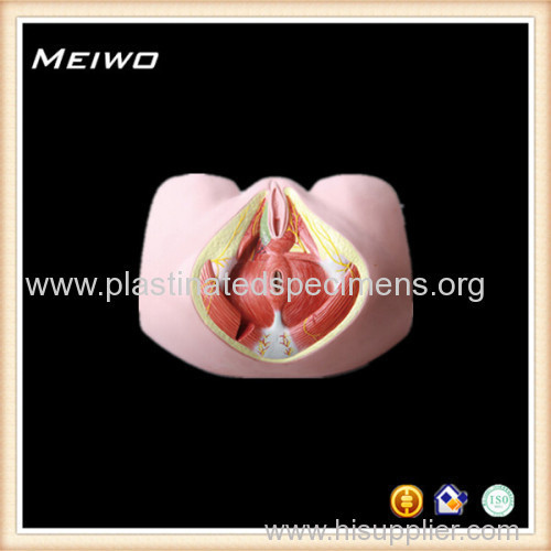 female perineum 3d anatomy model
