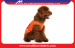 Comfortable cool cotton Pet Clothes for dog