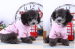 2015 hot sell Pink Cotton dog T-shirt for spring and summer