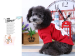 New style red pet T-shirt with 100% cotton for small dog