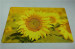 Non-woven carpet YH001P18 Flowers