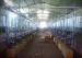 Automatic High Configuration Milking Processing Parlour with ACR System