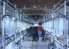 Hot Galvanized Dairy Farm Milking Herringbone Milking Parlor With Splash Guard