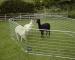 Alpaca Farm Panel Enclosure