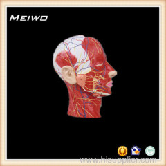 head and neck nerves and vessel anatomical model