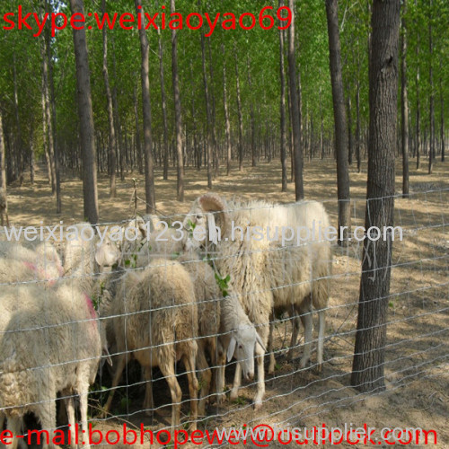 Grassland wire mesh for protect animals