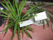 Fresh bracketplant Diaolan beautiful enjoy leaves plants