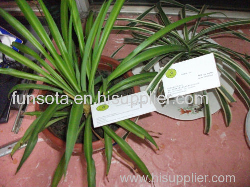 Fresh bracketplant Diaolan beautiful enjoy leaves plants