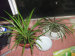 Fresh bracketplant Diaolan beautiful enjoy leaves plants