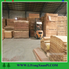 Natural Wood Veneer rotary cut Bintangor face veneer for plywood