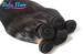 Beauty Goddess Straight Virgin Eurasian Hair 22 Or 24 Inch Hair Extensions