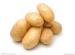 Long Shape Smooth Holland Potato 200 To 300 g , 10 kg / Mesh Bag