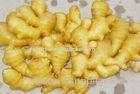 Big Bright Yellow Fresh Ginger In Richful Of Vitamin , Protein 20kg/mesh Bag