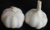 Plump Shaped 6.0 - 6.5cm Pure White Garlic With GAP , SGS , JAS