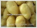 Top Grade New Crop Small Fresh Holland Potato Vegetable Long Shaped 125g