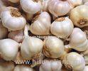Thick Bright Skin Normal White Garlic 200g / 250g / 500g / 1000g / Net Bag