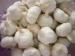 Thick Bright Skin Organic Pure White Garlic 4.5cm No Pests