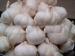 New Crop Fresh Pure White Garlic 5cm 5.5cm for Southeast Asia , Middle East