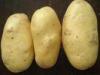 Natural Yellow Skin Organic Fresh Holland Potato Large Size 80 - 150g