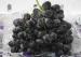 High Nutritional 25mm Currant Fresh Red Grapes Seedless Sweet