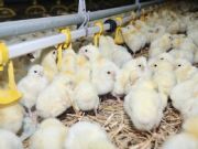 Vietnamese Poultry Industry Struggling with International Integration